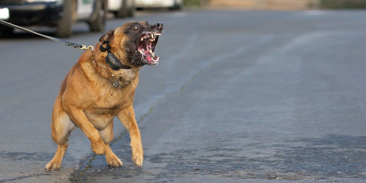 Barking dog ready to attack